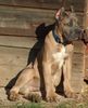Cane Corso Foto: Rüde formentino, 5 Monate (ID 7952) Cane Corso Hund