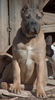 Cane Corso Foto: Porta dell' Inferno (ID 27976) Cane Corso Hund