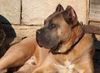 Cane Corso Foto: Murphy, 8 Monate (ID 11568) Cane Corso Hund