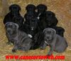 Cane Corso Foto: N-Wurf Of Binajo Conceptions Alice x Neo (ID 37330) Cane Corso Hund
