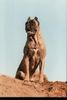 Cane Corso Foto: Hündin, 3 Jahre (ID 7953) Cane Corso Hund