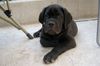 Cane Corso Hund