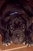 Cane Corso Hund