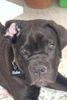 Cane Corso Hund