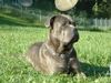 Cane Corso Foto: Meine grosse Maus... (ID 16153) Cane Corso Hund