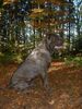 Cane Corso Foto: Neo / Marlon (ID 18403) Cane Corso Hund