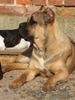 Cane Corso Foto: Neo, 8 Monate (ID 11569) Cane Corso Hund