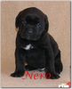 Cane Corso Foto (ID 29559) Cane Corso Hund