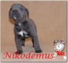 Cane Corso Foto (ID 29558) Cane Corso Hund