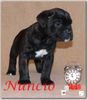Cane Corso Foto (ID 29561) Cane Corso Hund
