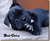 Cane Corso Foto: SWEET DREAM Del-Orte (ID 35788) Cane Corso Hund