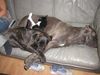 Cane Corso Foto: Raisa z Mazurskiege Edenu and her puppy Medusa (ID 24030) Cane Corso Hund