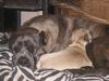 Cane Corso Foto: Raisa z Mazurskiege Edenu and her freind the french bulldog Smølf (ID 24032) Cane Corso Hund