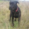 Cane Corso Foto: Bonie - 9 months (ID 15406) Cane Corso Hund