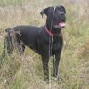 Cane Corso Foto: Bonie - 9 months (ID 15407) Cane Corso Hund