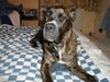 Cane Corso Foto: Das ist Udine Bailando con Lobos mit 6 Monaten (ID 8364) Cane Corso Hund