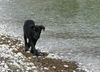Cane Corso Foto: Bonie - 3 months (ID 14011) Cane Corso Hund