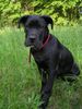 Cane Corso Foto: Bonie - 4 months (ID 14007) Cane Corso Hund