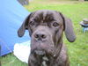 Cane Corso Hund