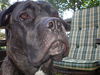 Cane Corso Hund