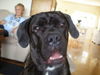 Cane Corso Foto: selma from norway (ID 38827) Cane Corso Hund