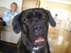 Cane Corso Hund