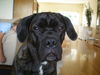 Cane Corso Hund