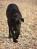 Cane Corso Foto: Bonie - 6 months (ID 14008) Cane Corso Hund