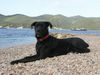Cane Corso Foto: Bonie - 6 months (ID 14009) Cane Corso Hund