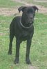 Cane Corso Foto: Bonie - 8 months (ID 15405) Cane Corso Hund