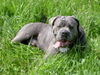 Cane Corso Hund