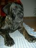 Cane Corso Foto: zu Hause ist es am schönsten (ID 29227) Cane Corso Hund