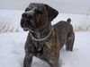 Cane Corso Foto: das ist eine Gaudi (ID 29228) Cane Corso Hund