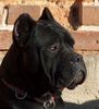 Cane Corso Foto: Rüde, 11 Monate (ID 7954) Cane Corso Hund