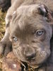 Cane Corso Foto: Olympia z mazurskiego edenu, (ID 31261) Cane Corso Hund