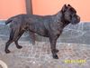 Cane Corso Foto: Club-Sieger Molosser-Club der Schweiz 2002 (ID 2349) Cane Corso Hund