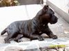 Cane Corso Foto: Ercole / Clubsieger MCS (ID 5842) Cane Corso Hund