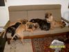 Cane Corso Foto: Cane Corso Welpen abzugeben (ID 2143) Cane Corso Hund