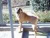 Cane Corso Foto: Seltene Farbe bei Spartacus (ID 3157) Cane Corso Hund