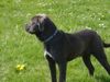 Cane Corso Hund