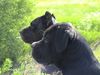 Cane Corso Foto: Satchmo mit 18 Wochen und Venus 3J. 8 Mon. (ID 12599) Cane Corso Hund