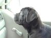 Cane Corso Foto: Satchmo im Alter von 9 Wochen (ID 11107) Cane Corso Hund