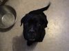 Cane Corso Foto: Schau mal, ich kann schon Sitz machen. (ID 13123) Cane Corso Hund