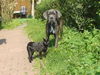 Cane Corso Foto: Katzi & ihr großer Freund Kinley (ID 25612) Cane Corso Hund
