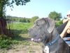 Cane Corso Foto: Kinley 6 1/2 Monate alt (ID 25602) Cane Corso Hund