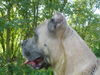 Cane Corso Foto: Leeroys Profil (ID 25611) Cane Corso Hund