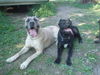 Cane Corso Foto: Leeroy & India (ID 25603) Cane Corso Hund