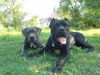 Cane Corso Foto: Kinnley & India (ID 25607) Cane Corso Hund