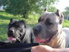 Cane Corso Foto: Kriegen wir ein Leckerli ? (ID 25608) Cane Corso Hund