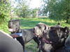Cane Corso Foto: Trio mit vier Pfoten... (ID 25609) Cane Corso Hund